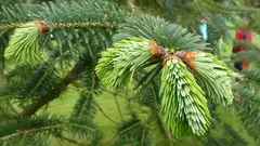 Varför barr under fötterna är det bästa gödselmedlet du inte visste om